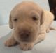 Double Doodle Puppies for sale in Manitowoc, WI 54220, USA. price: $2,000