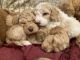 Double Doodle Puppies for sale in Rancho Bernardo, San Diego, CA, USA. price: NA