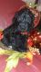 Double Doodle Puppies for sale in 39822 High St, Cherry Valley, CA 92223, USA. price: NA