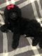Double Doodle Puppies for sale in Ottawa, OH 45875, USA. price: NA