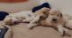 Double Doodle Puppies for sale in Peoria, AZ, USA. price: $2,500