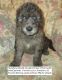 Double Doodle Puppies for sale in Lincoln, AL, USA. price: $700