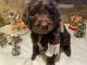 Double Doodle Puppies for sale in Novi, MI, USA. price: NA