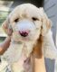 Double Doodle Puppies for sale in Houston Heights, Houston, TX 77008, USA. price: NA