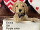 Double Doodle Puppies for sale in Woodland Hills, UT 84653, USA. price: $1,600
