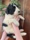 Double Doodle Puppies for sale in Greenville, SC, USA. price: NA
