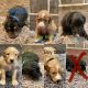 Double Doodle Puppies for sale in FAIR OAKS, TX 78015, USA. price: $150,000