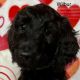 Double Doodle Puppies for sale in Fort Lauderdale, FL 33301, USA. price: NA