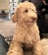 Double Doodle Puppies for sale in Orange, VA 22960, USA. price: NA