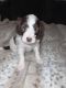 Double Doodle Puppies for sale in Warner Robins, GA, USA. price: NA