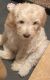 Double Doodle Puppies for sale in El Cajon, CA 92020, USA. price: NA
