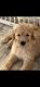 Double Doodle Puppies for sale in North Wilkesboro, NC, USA. price: $1,000