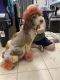 Double Doodle Puppies for sale in Deltona, FL, USA. price: $1,800