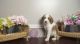Double Doodle Puppies for sale in Gilbertsville, PA, USA. price: NA