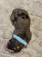 Double Doodle Puppies for sale in Rancho Cordova, CA, USA. price: $1,200