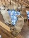 Double Doodle Puppies for sale in Sweetwater, TN 37874, USA. price: NA