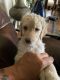 Double Doodle Puppies for sale in Big Spring, TX 79720, USA. price: $1,200