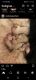 Double Doodle Puppies for sale in 7120 Brecken Pl, Lithonia, GA 30058, USA. price: NA