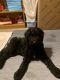 Double Doodle Puppies for sale in Clover, SC 29710, USA. price: NA