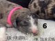 Double Doodle Puppies for sale in Jonesborough, TN 37659, USA. price: NA
