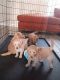 Double Doodle Puppies for sale in Glendale, AZ 85302, USA. price: $1,500