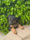 Double Doodle Puppies for sale in St Johns, MI 48879, USA. price: NA