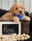 Double Doodle Puppies for sale in Washington, DC, USA. price: $1,300