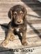 Double Doodle Puppies for sale in Roanoke, AL 36274, USA. price: $600