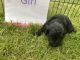 Double Doodle Puppies for sale in Karthaus, PA 16845, USA. price: $1,800