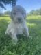 Double Doodle Puppies for sale in Bremen, KY, USA. price: $850