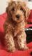 Double Doodle Puppies for sale in Stafford, VA 22554, USA. price: $600