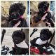 Double Doodle Puppies for sale in Fort Worth, TX, USA. price: $1,200