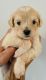 Double Doodle Puppies for sale in Franklin, TN, USA. price: $1,000