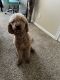 Double Doodle Puppies for sale in 1101 Hidden Ridge, Irving, TX 75038, USA. price: NA