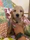Double Doodle Puppies for sale in Amarillo, TX, USA. price: $100,000