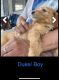 Double Doodle Puppies for sale in Karthaus, PA 16845, USA. price: NA