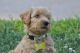 Double Doodle Puppies for sale in Wichita, KS, USA. price: NA