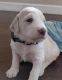 Double Doodle Puppies for sale in Frisco, TX, USA. price: $1,500