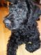 Double Doodle Puppies for sale in Brighton, MI 48116, USA. price: NA