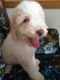 Double Doodle Puppies for sale in COBBS LK PRES, PA 18436, USA. price: $950