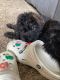 Double Doodle Puppies for sale in Paulding, OH 45879, USA. price: $200