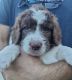 Double Doodle Puppies for sale in Frisco, TX, USA. price: $800