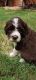 Double Doodle Puppies for sale in Frisco, TX, USA. price: $800