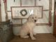 Double Doodle Puppies for sale in Suffolk, VA, USA. price: $1,250