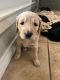 Double Doodle Puppies for sale in Cleburne, TX, USA. price: $850