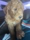 Double Doodle Puppies for sale in Las Vegas, NV, USA. price: $1,800