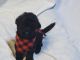 Double Doodle Puppies for sale in Nicholasville, KY 40356, USA. price: $400