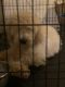 Double Doodle Puppies for sale in Mooresville, NC, USA. price: NA