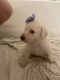 Double Doodle Puppies for sale in Cañon City, CO 81212, USA. price: $1,100