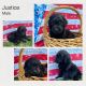 Double Doodle Puppies for sale in Fuquay-Varina, NC, USA. price: NA
